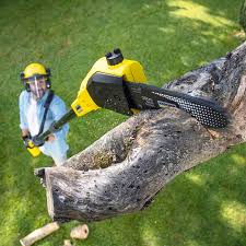 Johnstown, OH Tree Removal and Landscaping Services Company